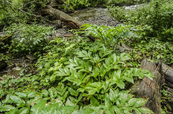 Krásný výhled na přírodu. — Stock fotografie