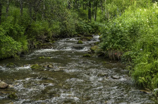 Bella vista della natura. — Foto Stock