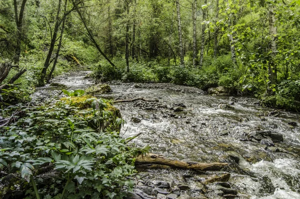 Schöne Aussicht auf die Natur. — Stockfoto