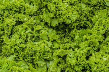 Yemekleri güzel görünüm.