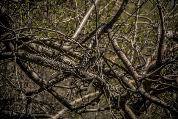 Pohled na krásnou přírodu. — Stock fotografie