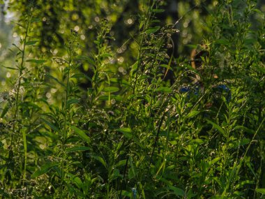 Güzel görünüm ve arka plan.