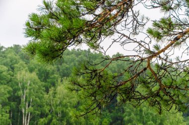 Güzel görünüm ve arka plan.