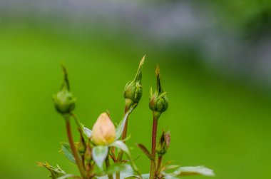 Güzel görünüm ve arka plan.