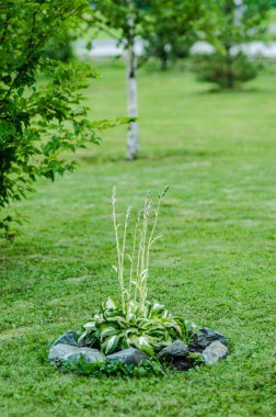 Güzel görünüm ve arka plan.