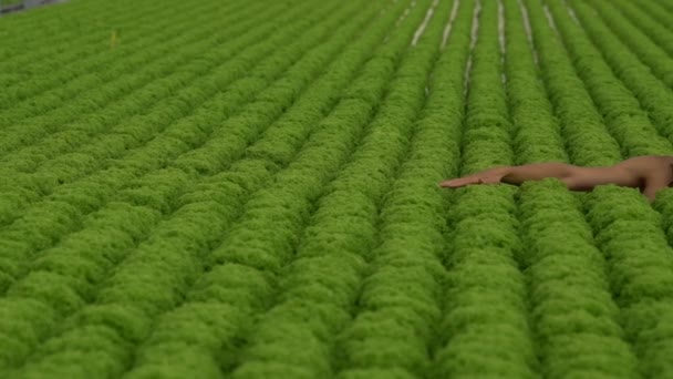 Young Vegan Man Long Hair Lies Salad Field Caresses Salad — Stock Video