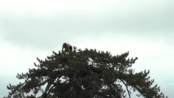 Jonge Man Met Lange Haren Klimmen Bovenkant Van Naaldboom Het — Stockvideo