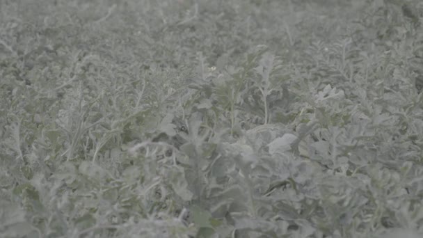 Plante Fruits Pastèque Mûre Dans Champ Sous Soleil Prêt Pour — Video