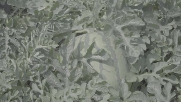 Зрізати Плодові Рослини Кавуна Полі Під Сонцем Готові Збору Врожаю — стокове відео