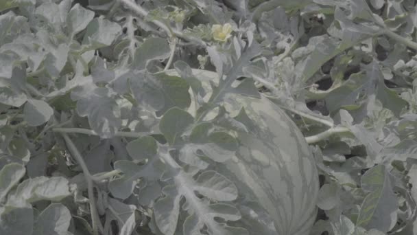 Rijpe Watermeloen Fruitgewassen Het Veld Onder Zon Klaar Voor Oogst — Stockvideo