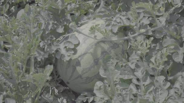 Rijpe Watermeloen Fruitgewassen Het Veld Onder Zon Klaar Voor Oogst — Stockvideo