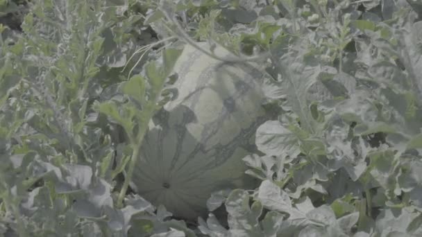 フィールド収穫の準備ができての太陽の下で熟したスイカ果実の植物 — ストック動画