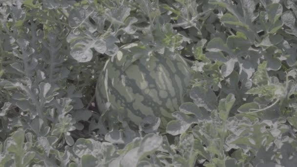 Érett Görögdinnye Gyümölcstermő Növények Napsütésben Készen Áll Betakarítás Terén Osztályozatlan — Stock videók