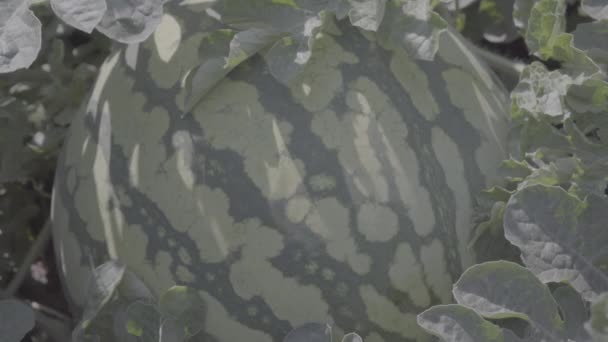 Rijpe Watermeloen Fruitgewassen Het Veld Onder Zon Klaar Voor Oogst — Stockvideo