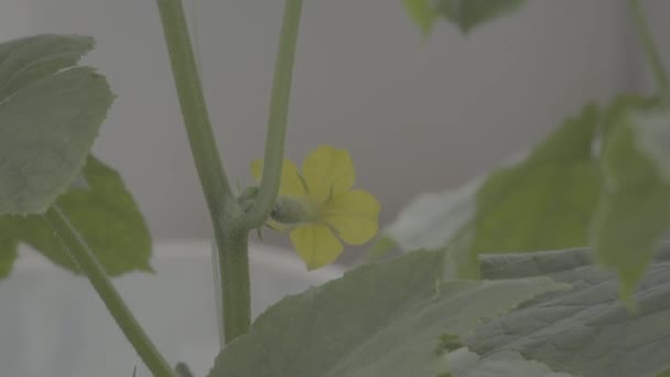 黄瓜的花与蜜蜂授粉 关闭未分级的素材 — 图库视频影像