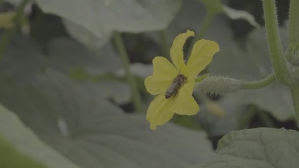 黄瓜的花与蜜蜂授粉 关闭未分级的素材 — 图库视频影像