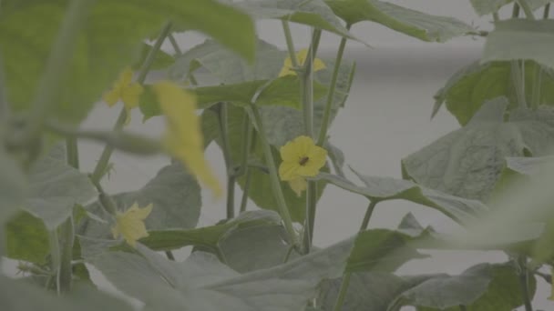 Fleur Concombre Avec Pollinisation Par Les Abeilles Gros Plan Images — Video