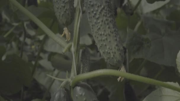 Plante Concombre Avec Nombreux Concombres Frais Petits Grands Fleurs Dans — Video