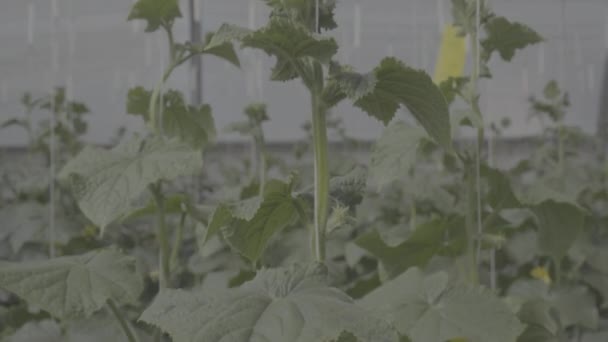 Fábrica Pepino Com Muitos Pepinos Frescos Pequenos Grandes Flores Uma — Vídeo de Stock