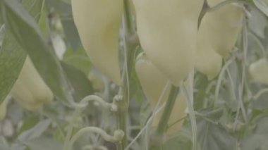 Bitki ile bir sera içinde birçok beyaz biber biber. Yakın kadar dikey Panoraması, ham yetersiz görüntüleri 4k, s-günlük