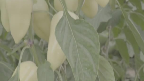 Planta Pimienta Con Muchos Pimientos Blancos Invernadero Primer Plano Panorama — Vídeos de Stock