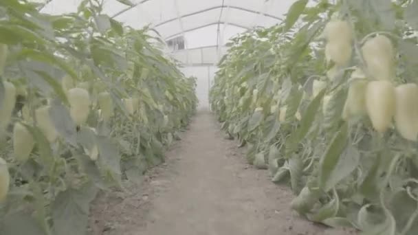 在温室里穿过成排的白胡椒粉植物 那里有许多成熟的辣椒 相机飞人 未分级的镜头 — 图库视频影像