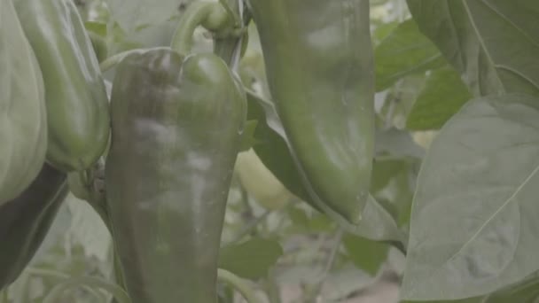 Pimenta Planta Com Muitas Pimentas Verdes Uma Estufa Close Panorama — Vídeo de Stock