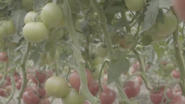 Pianta Pomodori Con Molti Pomodori Maturi Acerbi Una Serra Close — Video Stock