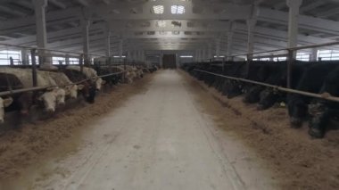 Sığırlar, endüstriyel hangarın içinde duran, yem yiyen, havadan insansız hava aracı görüntüleri yiyen birçok farklı, uçarak geçiyor. Perspektif görünümü