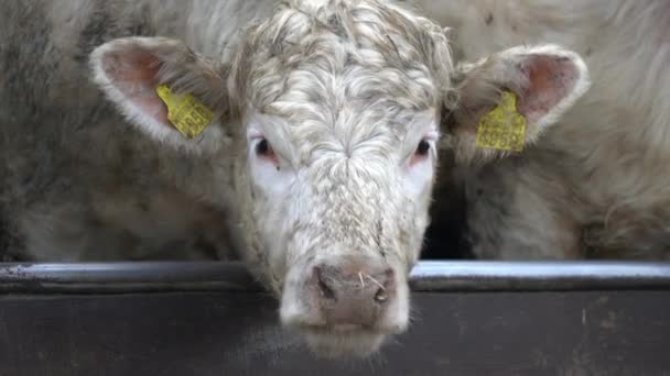 Vaca Branca Dentro Curral Gado Caneta Comendo Feno Alimentação Olhando — Vídeo de Stock