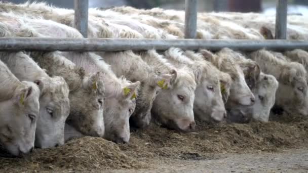 Vee Veel Witte Koeien Staande Corral Vee Pen Het Eten — Stockvideo