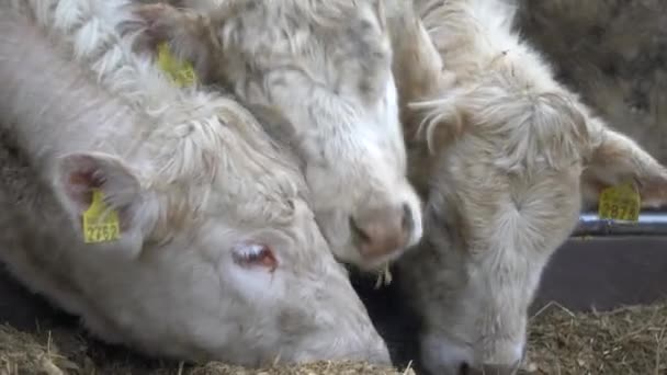 Bovins, beaucoup de vaches blanches debout à l'intérieur du corral, enclos à bétail, manger du foin, se nourrir. Vue en perspective 