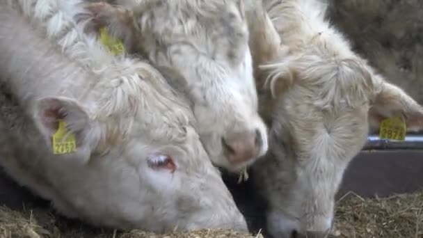 Ganado Muchas Vacas Blancas Pie Dentro Corral Corral Ganado Comer — Vídeo de stock