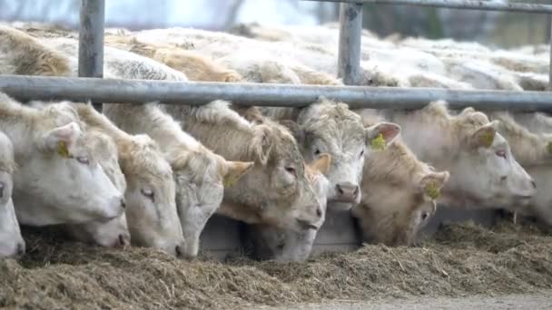 Ganado Muchas Vacas Blancas Pie Dentro Corral Corral Ganado Comer — Vídeo de stock