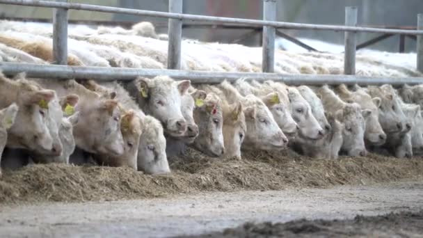 Ganado Muchas Vacas Blancas Pie Dentro Corral Corral Ganado Comer — Vídeo de stock