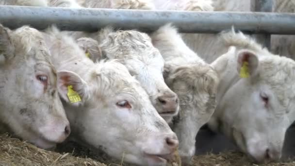 Bovinos Muitas Vacas Brancas Dentro Curral Gado Caneta Comer Feno — Vídeo de Stock