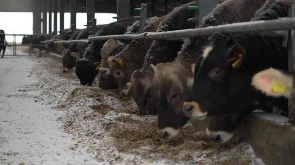 Vee Veel Zwarte Koeien Staan Corral Vee Pen Hooi Eten — Stockvideo