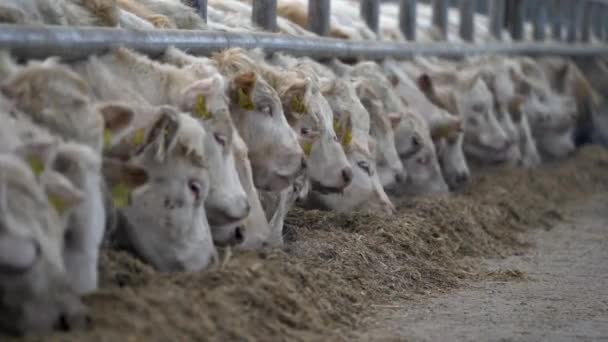 许多白牛站在牛圈里 吃干草 透视视图 — 图库视频影像