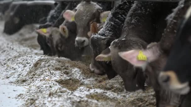 Dobytek Spousta Černých Krav Které Stojí Ohradě Dobytek Jedí Sena — Stock video