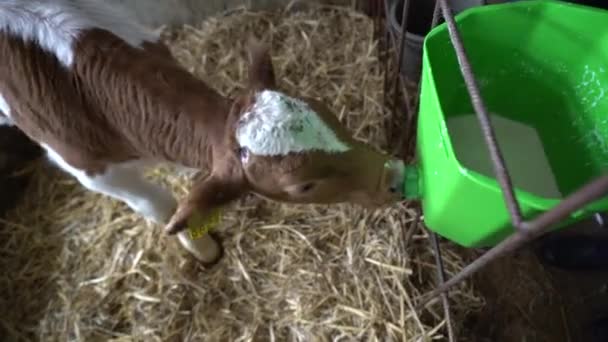 Small Cute Cow Calf Locked Cage Feeding Eating Milk Bucket — Stock Video