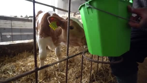 Malá Roztomilá Kráva Tele Zamčené Uvnitř Klece Pojídáním Mléka Kbelíku — Stock video