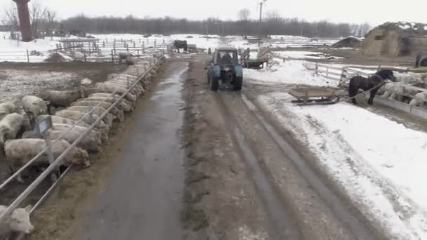 Ganado Muchas Vacas Blancas Sucias Pie Dentro Corral Sucio Corral — Vídeo de stock