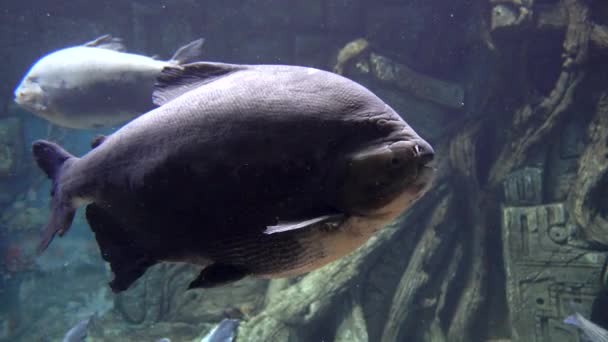 Tropisk fisk närbild undervattens ljus färg vatten levande liv — Stockvideo