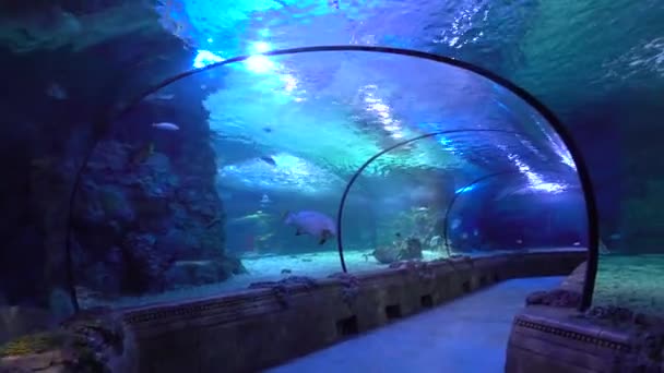 Seaquarium Oceanarium. Turista en acuario grande. Túnel submarino . — Vídeos de Stock