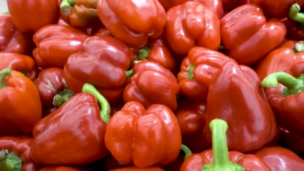 Färsk röd paprika skörd nära upp på marknaden. — Stockvideo