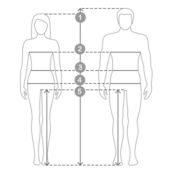 Ilustración del contorno vectorial de hombres y mujeres en longitud completa con líneas de medición de parámetros corporales. Mediciones de tallas de hombre y mujer. Mediciones y proporciones del cuerpo humano . — Archivo Imágenes Vectoriales