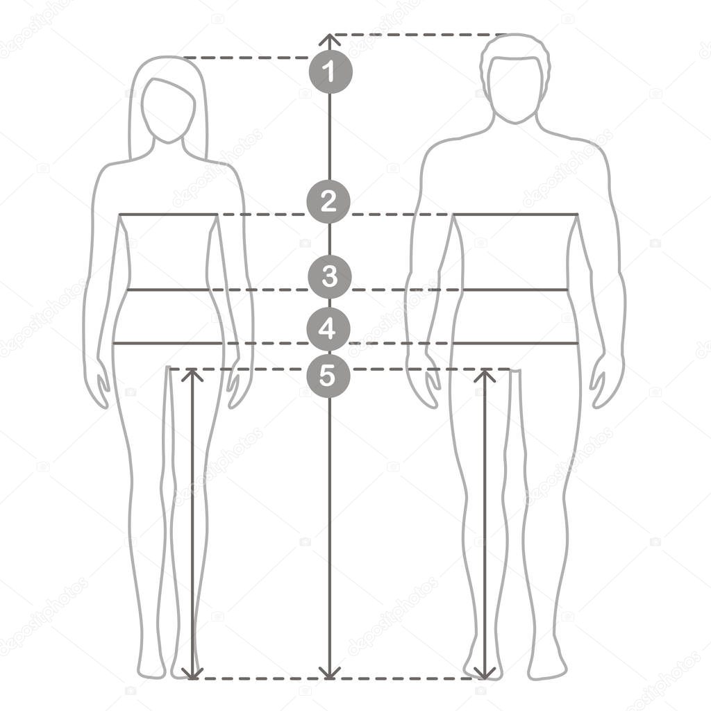 Vector contour illustration of man and women in full length with measurement lines of body parameters . Man and women sizes measurements. Human body measurements and proportions.