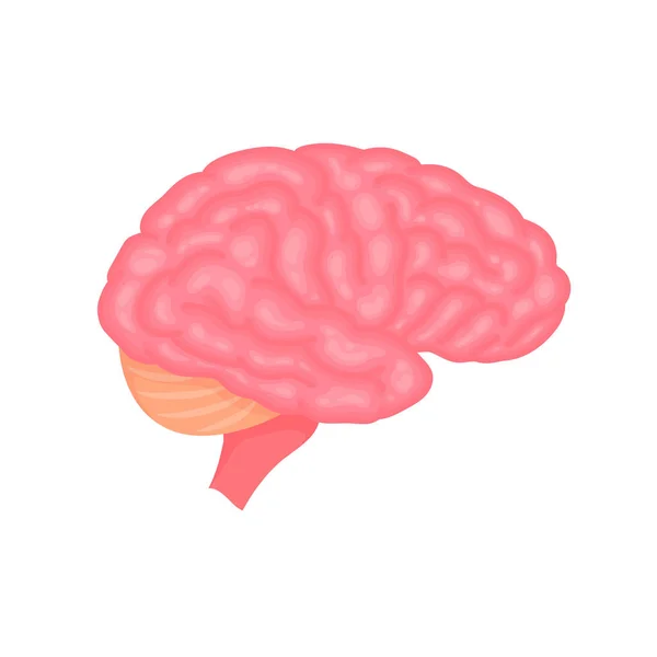 Ludzki mózg anatomia strona widok kolorowe wektor ilustracja izolowane na białym tle. — Wektor stockowy