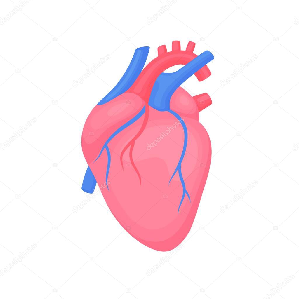 c Cardiology diagnostic center sign. Human contoured heart flat design. Medical science anatomy illustration.