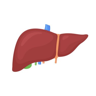 Anatomik renkli insan karaciğeri, safra kesesi beyaz arka planda bilimsel olarak doğru. Tıbbi bilim vektörü anatomisi çizimi.